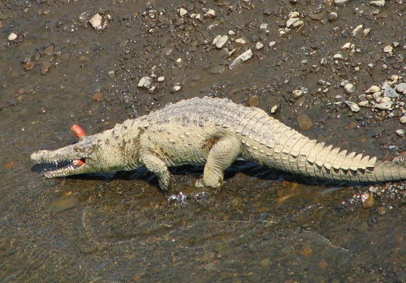 Tarcoles-River-Crocodile-Feeding-Costa-Rica-050