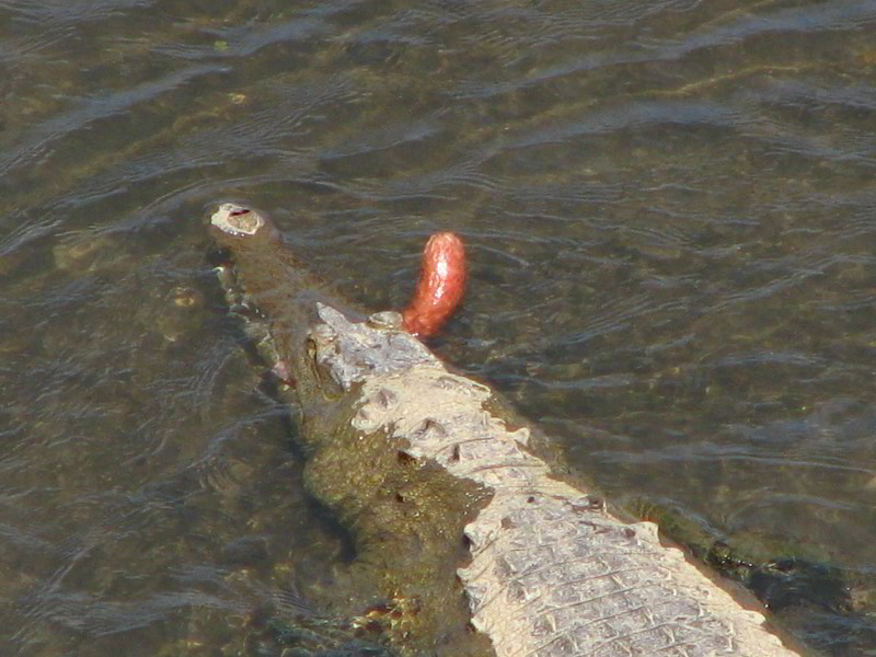 Tarcoles-River-Crocodile-Feeding-Costa-Rica-052