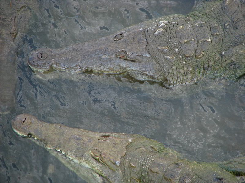 Tarcoles-River-Crocodile-Feeding-Costa-Rica-055