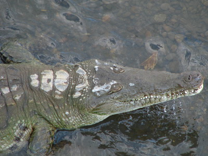 Tarcoles-River-Crocodile-Feeding-Costa-Rica-059