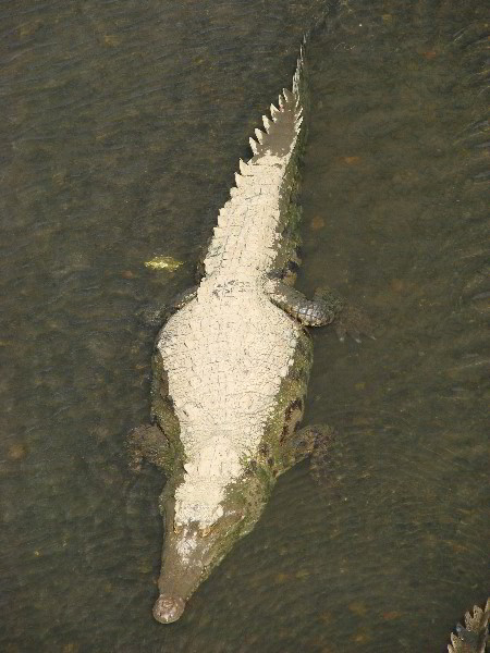 Tarcoles-River-Crocodile-Feeding-Costa-Rica-060