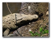 Tarcoles-River-Crocodile-Feeding-Costa-Rica-004