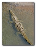 Tarcoles-River-Crocodile-Feeding-Costa-Rica-007