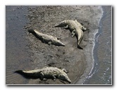 Tarcoles-River-Crocodile-Feeding-Costa-Rica-010