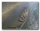 Tarcoles-River-Crocodile-Feeding-Costa-Rica-011