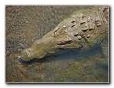 Tarcoles-River-Crocodile-Feeding-Costa-Rica-013