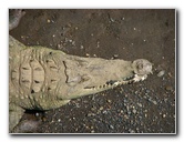 Tarcoles-River-Crocodile-Feeding-Costa-Rica-019