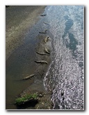 Tarcoles-River-Crocodile-Feeding-Costa-Rica-021