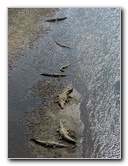 Tarcoles-River-Crocodile-Feeding-Costa-Rica-022