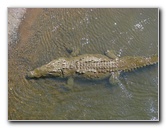 Tarcoles-River-Crocodile-Feeding-Costa-Rica-023