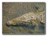 Tarcoles-River-Crocodile-Feeding-Costa-Rica-024