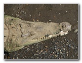Tarcoles-River-Crocodile-Feeding-Costa-Rica-027