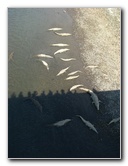 Tarcoles-River-Crocodile-Feeding-Costa-Rica-028