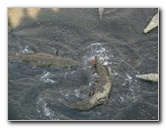 Tarcoles-River-Crocodile-Feeding-Costa-Rica-029