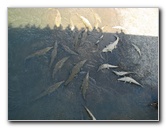 Tarcoles-River-Crocodile-Feeding-Costa-Rica-031