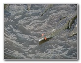 Tarcoles-River-Crocodile-Feeding-Costa-Rica-034