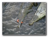 Tarcoles-River-Crocodile-Feeding-Costa-Rica-035