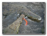 Tarcoles-River-Crocodile-Feeding-Costa-Rica-037