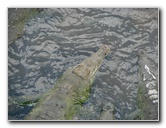 Tarcoles-River-Crocodile-Feeding-Costa-Rica-040