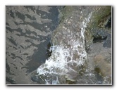 Tarcoles-River-Crocodile-Feeding-Costa-Rica-043