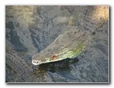 Tarcoles-River-Crocodile-Feeding-Costa-Rica-045