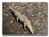 Tarcoles-River-Crocodile-Feeding-Costa-Rica-048