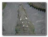Tarcoles-River-Crocodile-Feeding-Costa-Rica-049