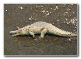 Tarcoles River Crocodile Feeding - Costa Rica - Central America