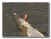 Tarcoles-River-Crocodile-Feeding-Costa-Rica-052