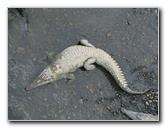 Tarcoles-River-Crocodile-Feeding-Costa-Rica-054