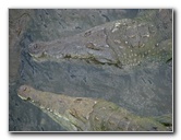 Tarcoles-River-Crocodile-Feeding-Costa-Rica-055