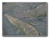 Tarcoles-River-Crocodile-Feeding-Costa-Rica-056