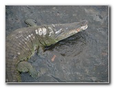 Tarcoles-River-Crocodile-Feeding-Costa-Rica-057
