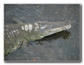 Tarcoles-River-Crocodile-Feeding-Costa-Rica-058