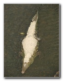 Tarcoles-River-Crocodile-Feeding-Costa-Rica-060