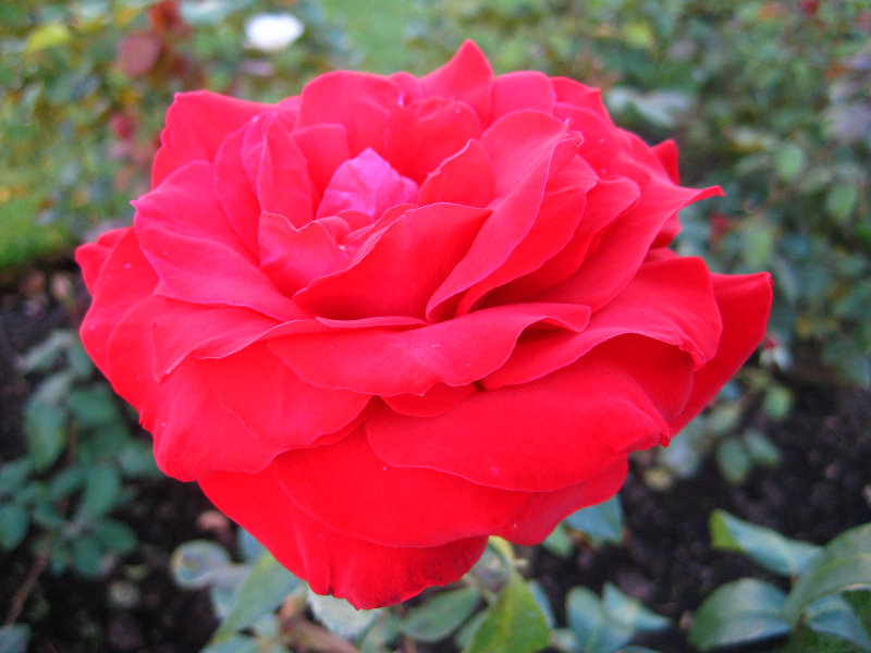 Taupo-Town-Waikato-Region-North-Island-New-Zealand-028