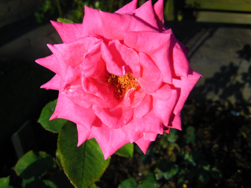 Taupo-Town-Waikato-Region-North-Island-New-Zealand-031