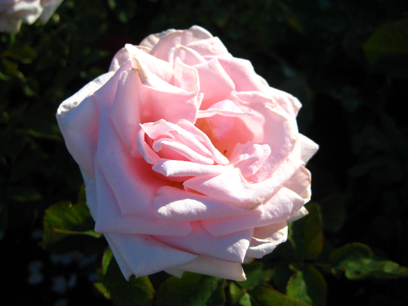 Taupo-Town-Waikato-Region-North-Island-New-Zealand-034