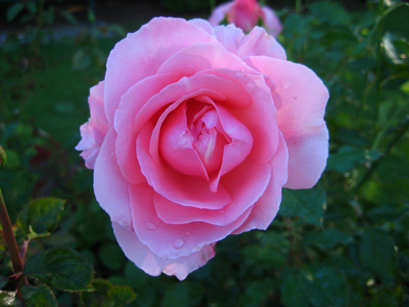 Taupo-Town-Waikato-Region-North-Island-New-Zealand-036