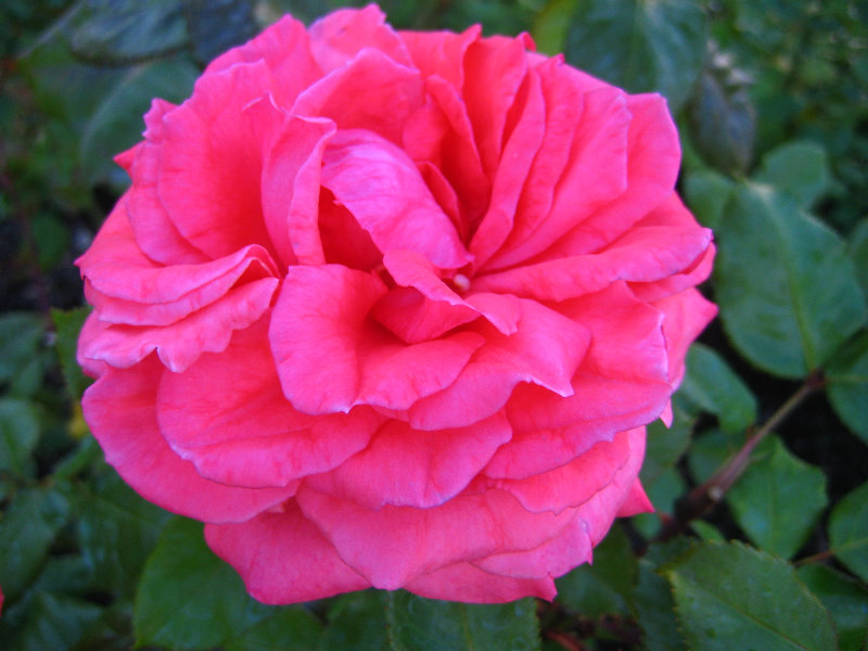 Taupo-Town-Waikato-Region-North-Island-New-Zealand-037