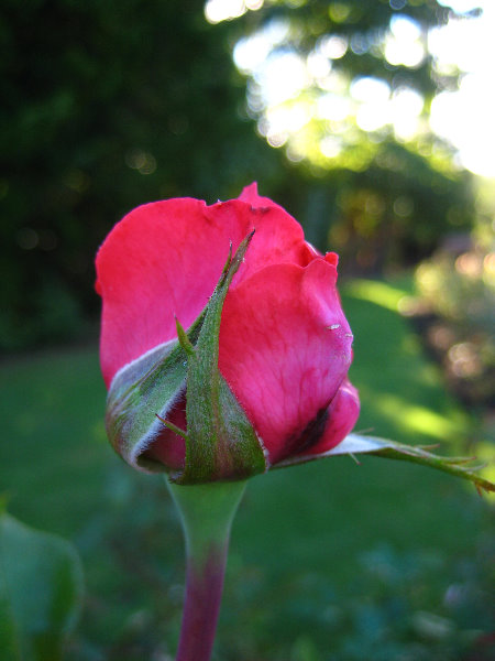Taupo-Town-Waikato-Region-North-Island-New-Zealand-038