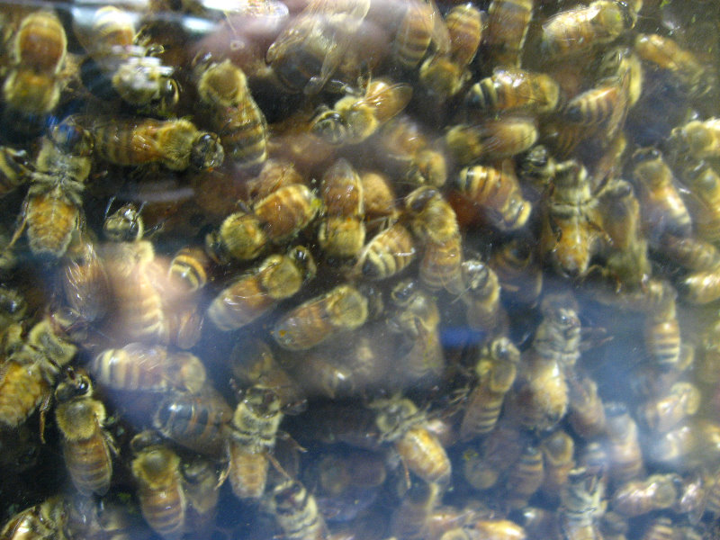 Taupo-Town-Waikato-Region-North-Island-New-Zealand-092