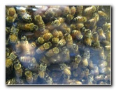 Taupo-Town-Waikato-Region-North-Island-New-Zealand-092