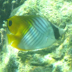 Underwater Snorkeling Pictures - Taveuni, Fiji