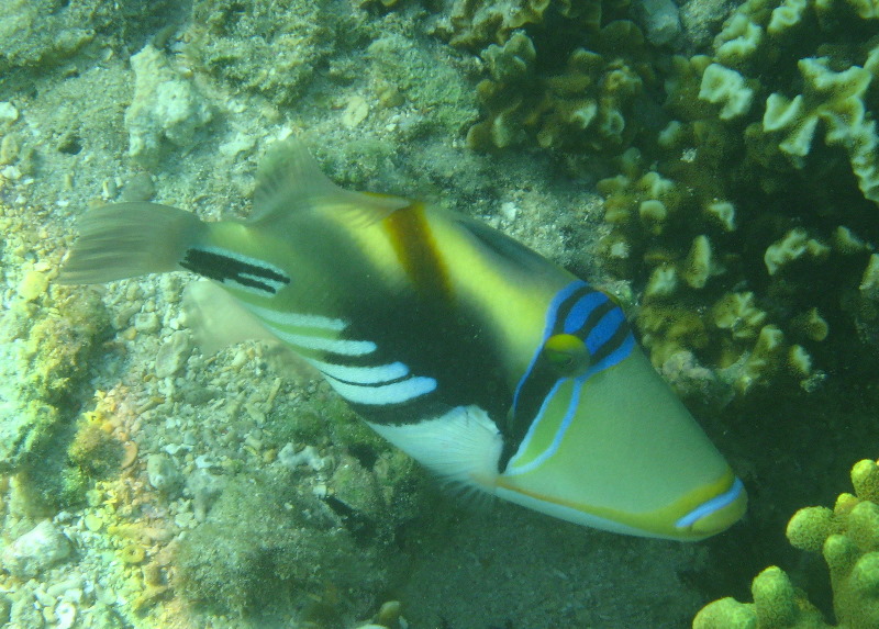 Taveuni-Island-Fiji-Underwater-Snorkeling-Pictures-001