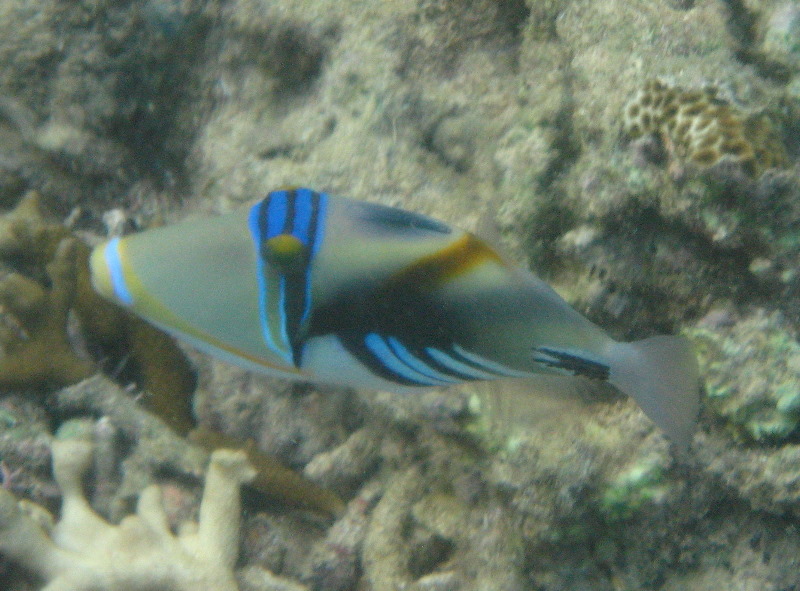 Taveuni-Island-Fiji-Underwater-Snorkeling-Pictures-002