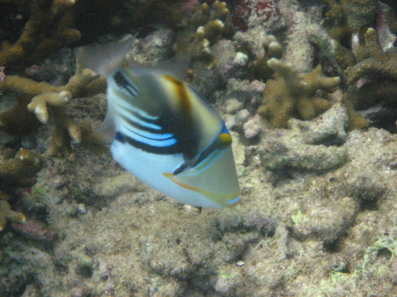 Taveuni-Island-Fiji-Underwater-Snorkeling-Pictures-003