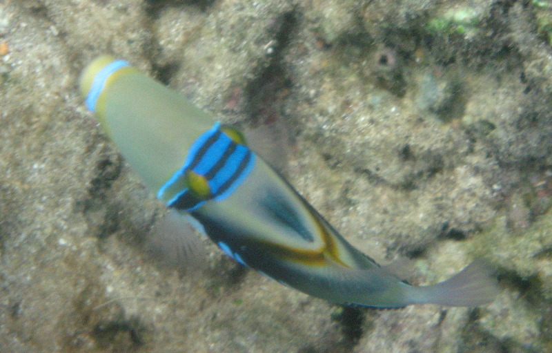 Taveuni-Island-Fiji-Underwater-Snorkeling-Pictures-004