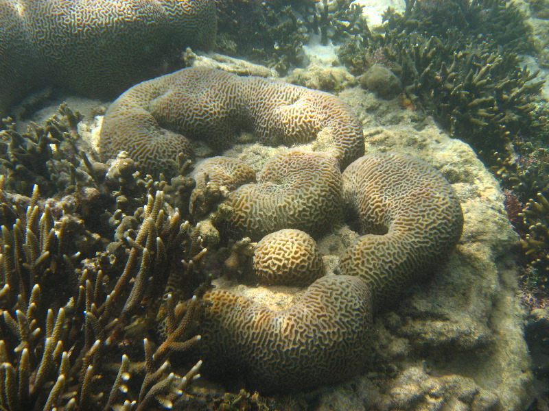 Taveuni-Island-Fiji-Underwater-Snorkeling-Pictures-011