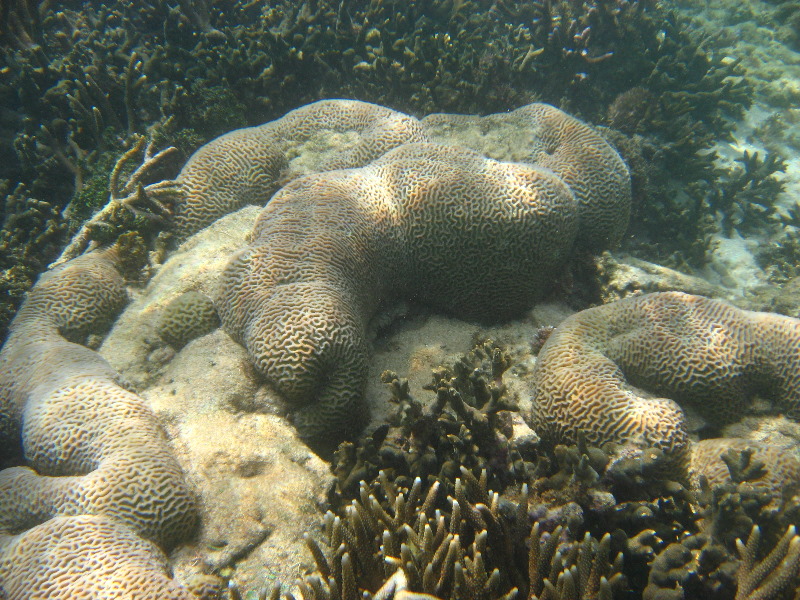 Taveuni-Island-Fiji-Underwater-Snorkeling-Pictures-012